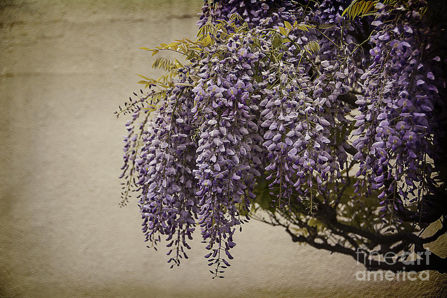 Focus On Wisteria Photograph