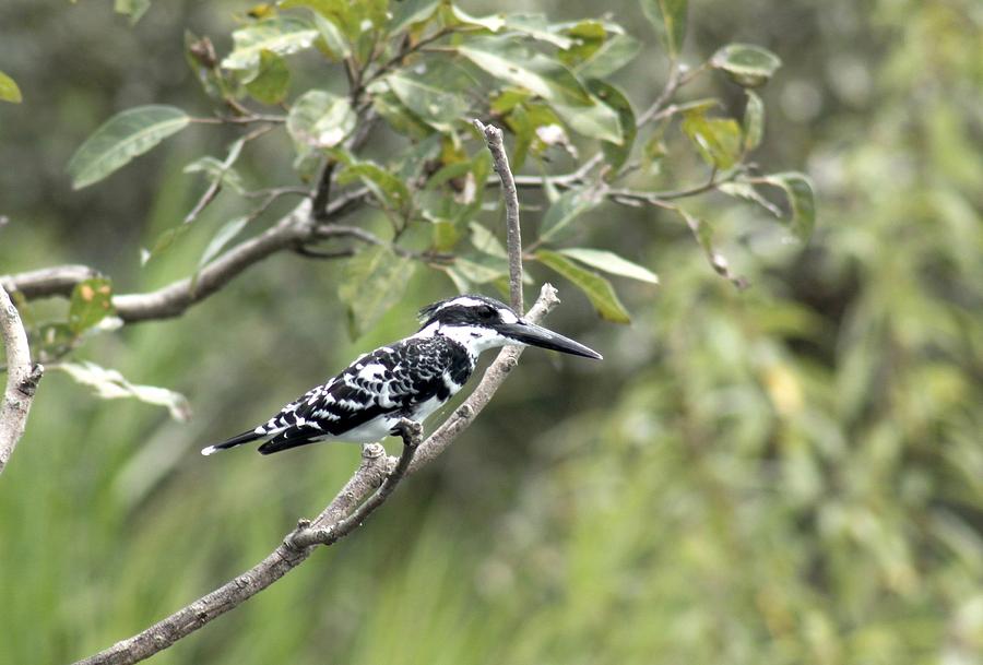 Focused - Pied Kingfisher Photograph by Ramabhadran Thirupattur