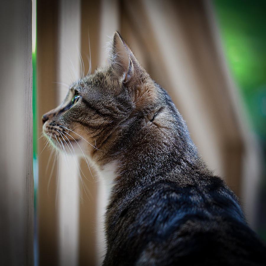 Focused Feline Photograph by David Patterson