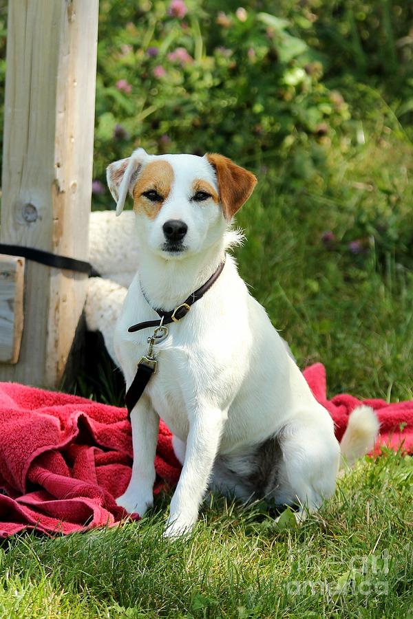 Focused Jack Russell Photograph by Janice Byer