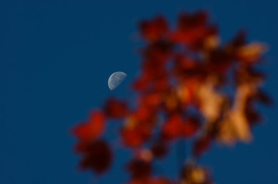 Tree Photograph - Focused on the Autumn Moon by Georgia Mizuleva