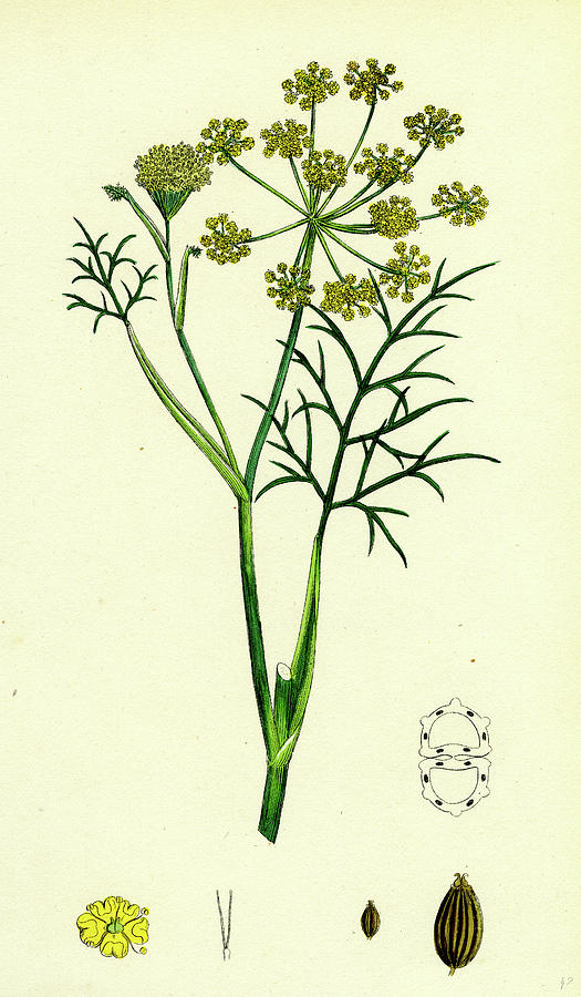Foeniculum Vulgare Common Fennel Drawing by English School Pixels