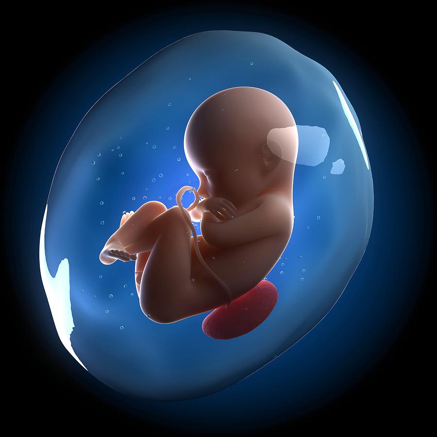 Foetus, artwork Drawing by Science Photo Library - SCIEPRO