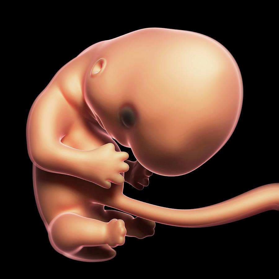 Человеческий эмбрион с хвостом