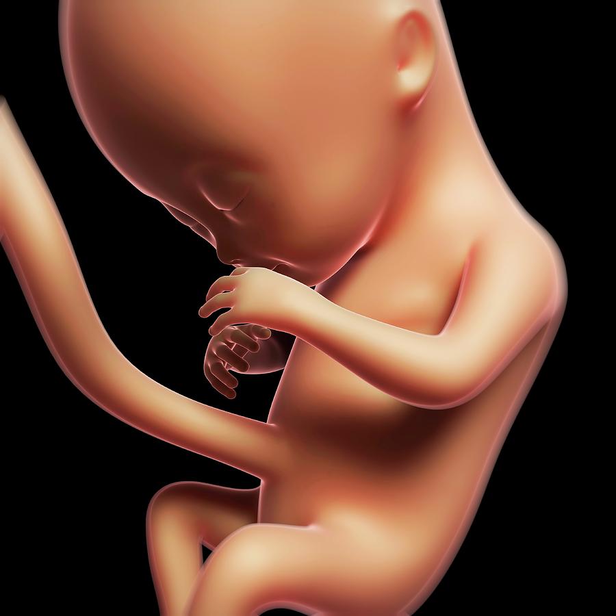 Foetus At 4 Months Photograph by Sebastian Kaulitzki