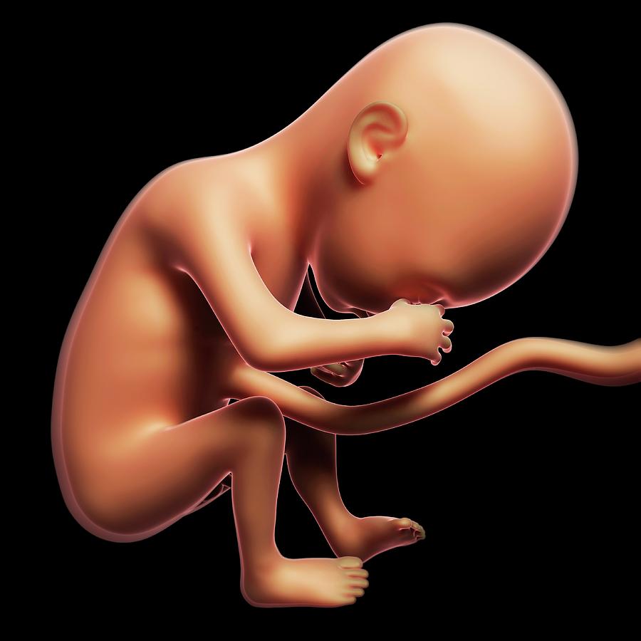 Illustration Photograph - Foetus At 6 Months by Sebastian Kaulitzki