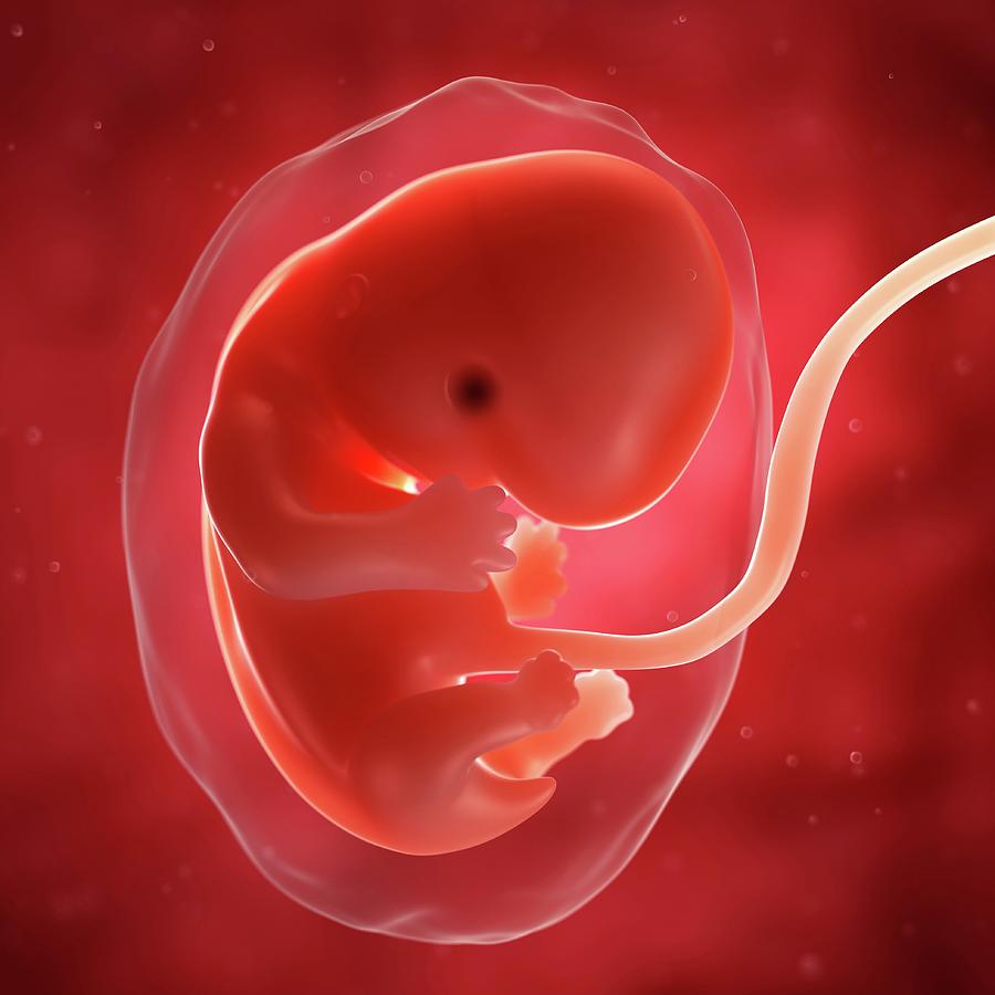 foetus-at-7-weeks-photograph-by-sciepro-science-photo-library-fine