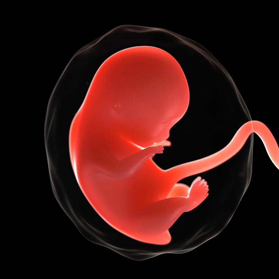 Foetus At 8 Weeks Photograph by Sciepro/science Photo Library