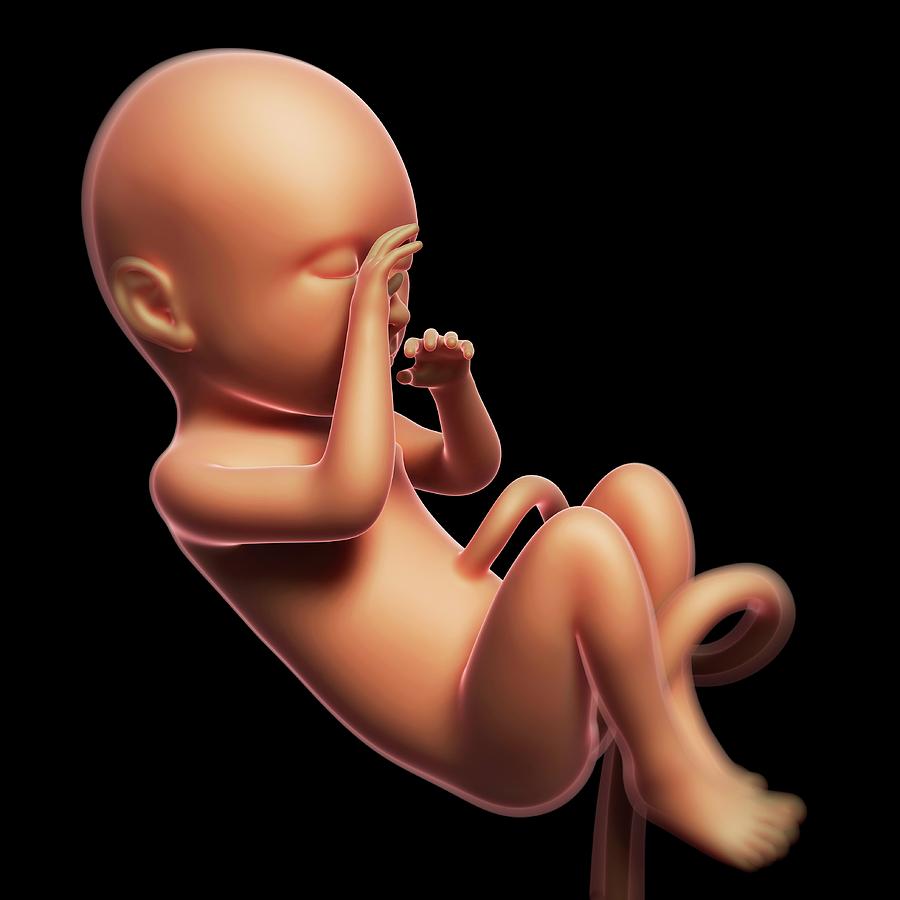 Illustration Photograph - Foetus At 9 Months by Sebastian Kaulitzki