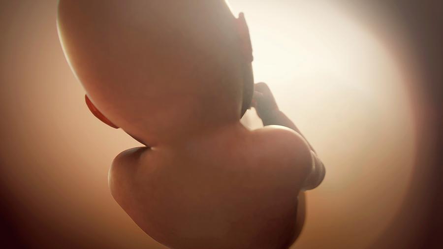 Foetus In The Womb Photograph by Thierry Berrod, Mona Lisa Production