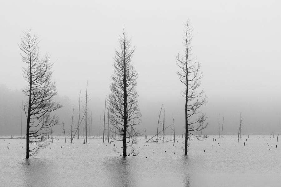 Fog and Dead Trees Photograph by Denise Bush
