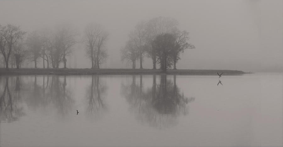 Fog and Fishing Eagle Photograph by Deborah Smith