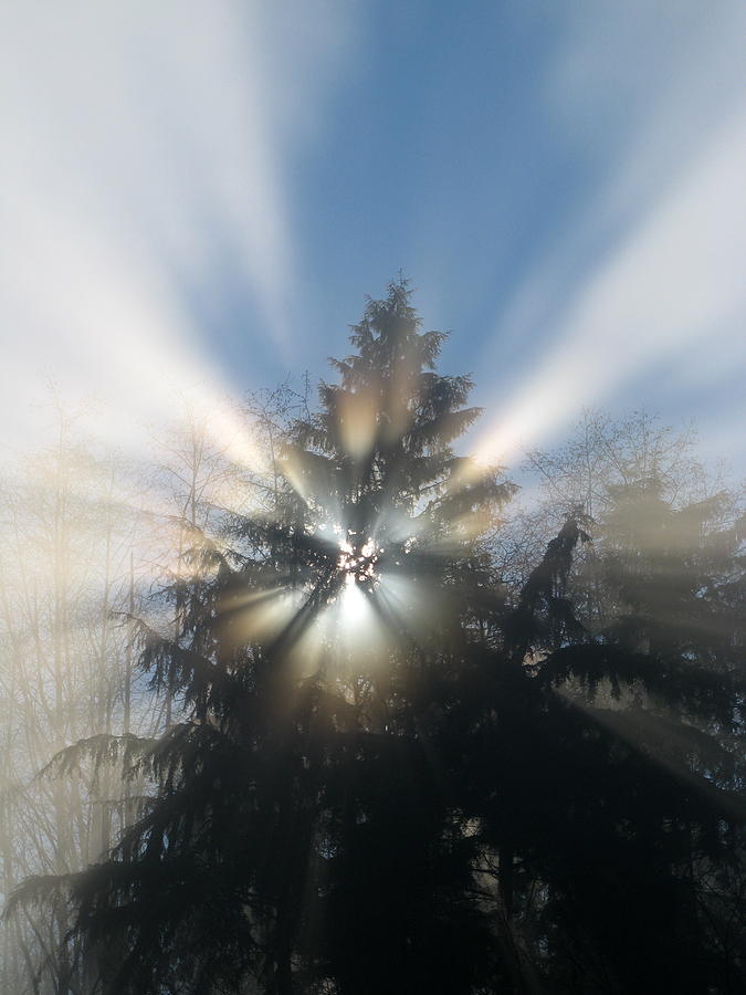 Tree Photograph - Fog and Light Rays by Brian Chase
