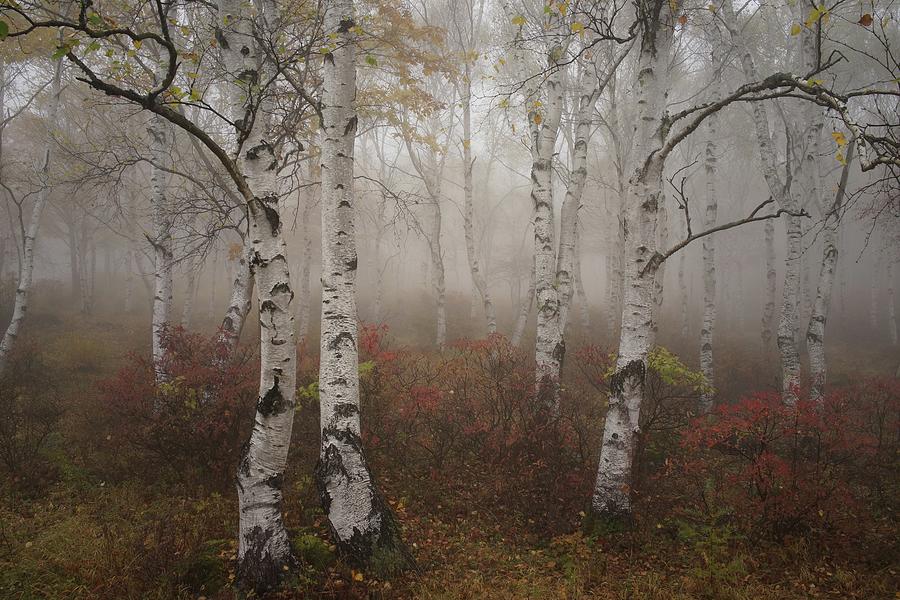 Fog And Silver Birch Photograph by Y.zengame