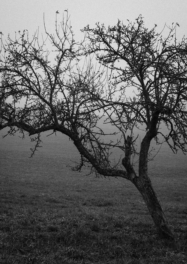 Tree Photograph - Fog and Solitude by Miguel Winterpacht