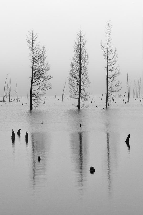 Fog and Three Trees Photograph by Denise Bush