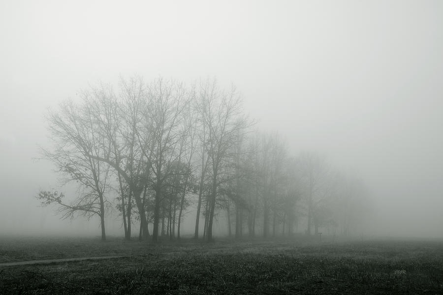 Tree Photograph - Fog and Trees3 by James Blackwell JR