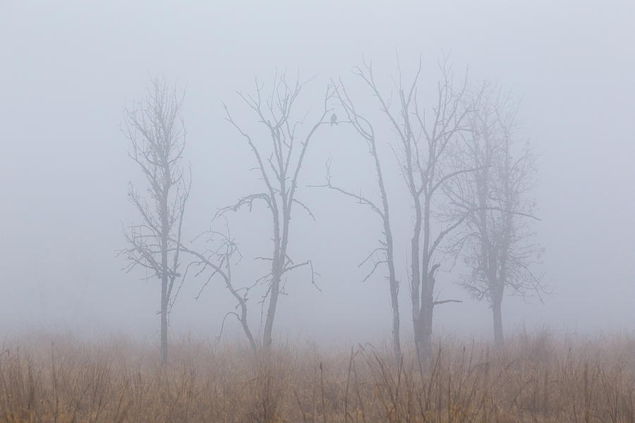 Fog Photograph by Angie Vogel