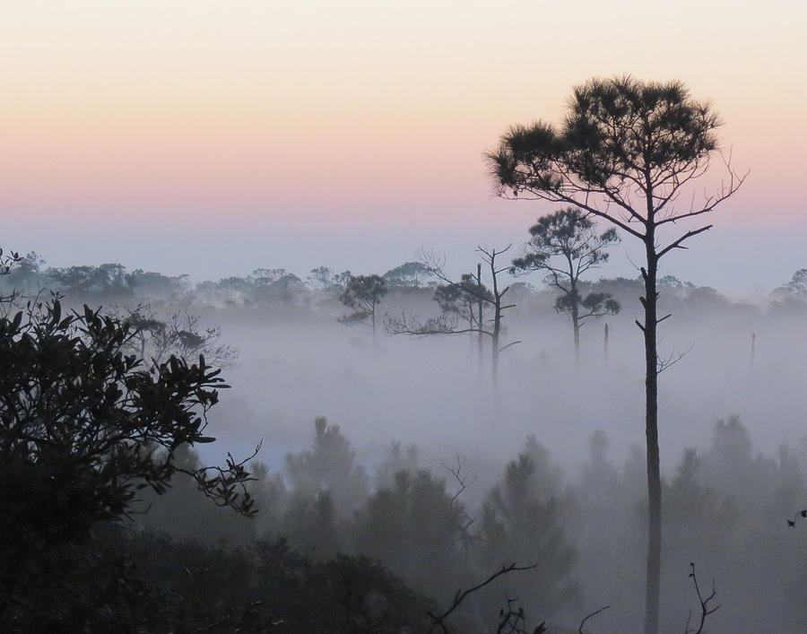 Fog At Dawn Photograph