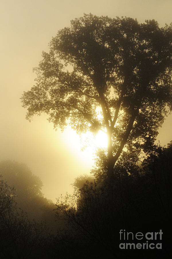 Fog at Sunrise Photograph by Larry Ricker