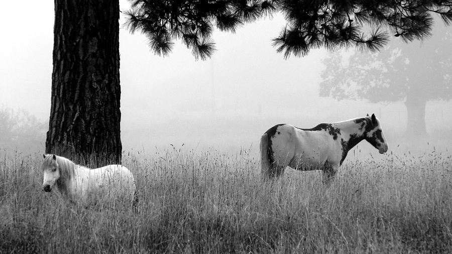 Fog Bound Photograph by Julia Hassett