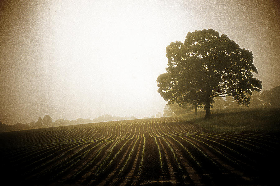 Farm Photograph - Fog Covered Field by Mike Martin