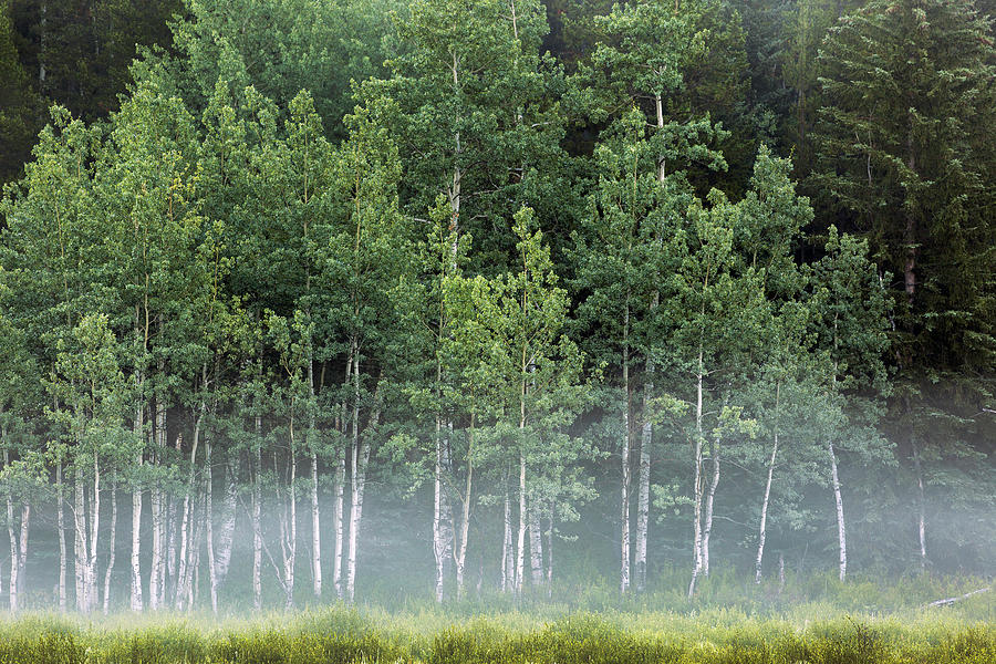Fog Covering A Row Of Aspen Trees Photograph by Michael Interisano