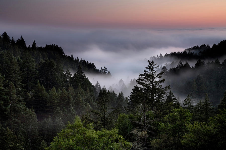 Magic Photograph - Fog Creeps Between Coastal Redwood by Eric Rorer