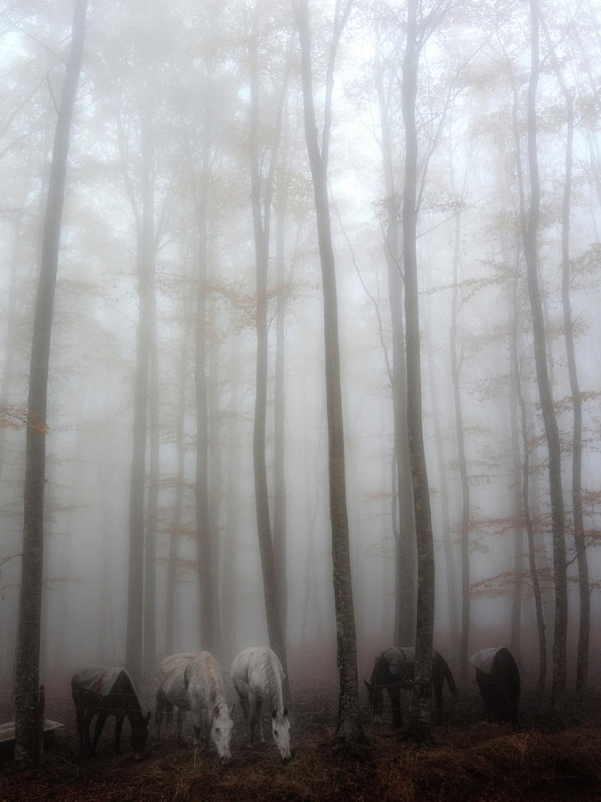 Horse Photograph - Fog by Francesco Martini