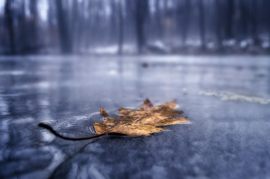 Fog Photograph - Fog Ice Leaf by Craig Szymanski