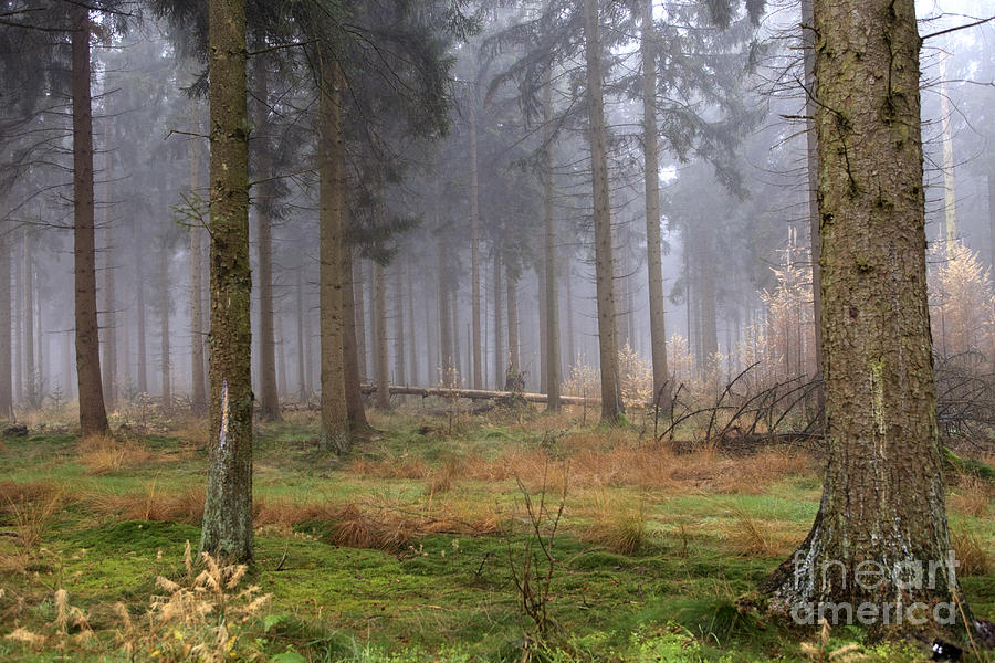 Fog in forest Photograph by Patricia Hofmeester