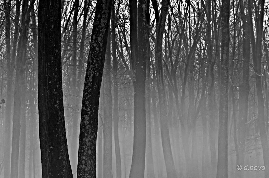 Nature Photograph - Fog in the Dark Forest by Diana Boyd
