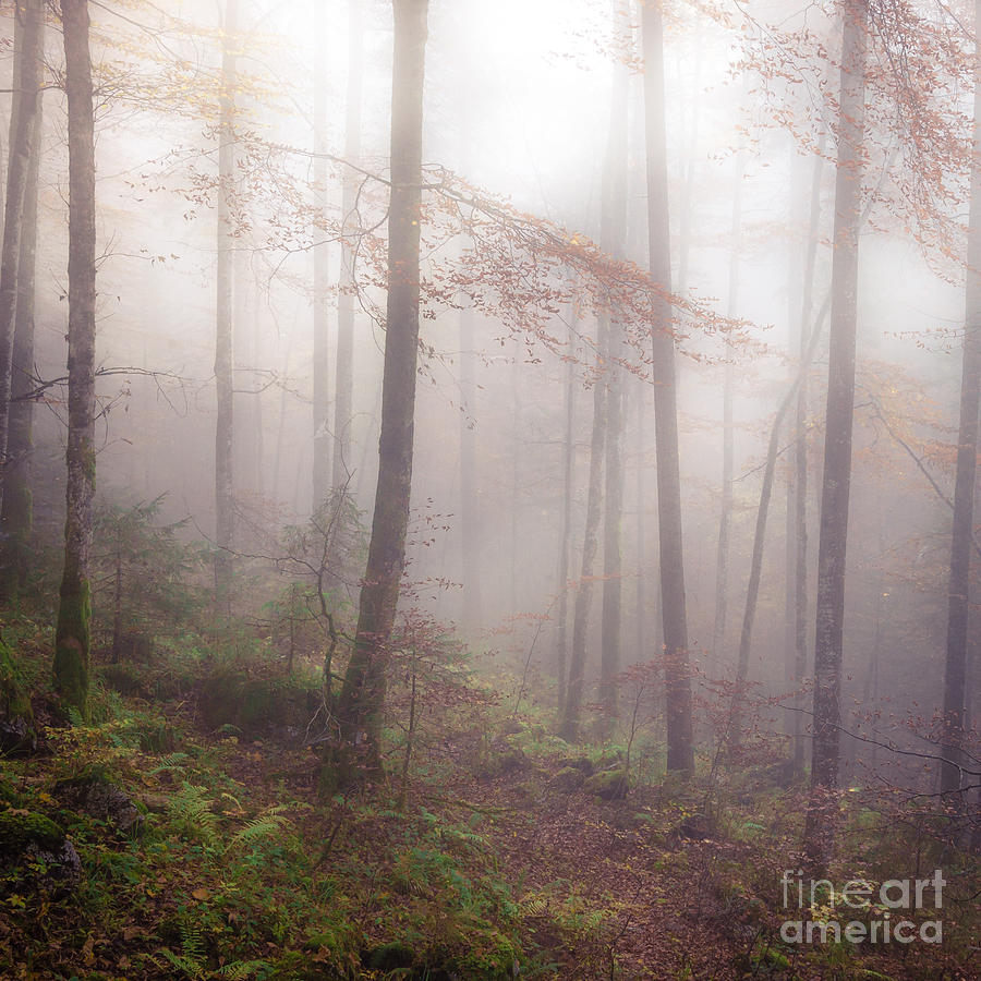 Mountain Photograph - Fog in the forest by Alexander Kunz