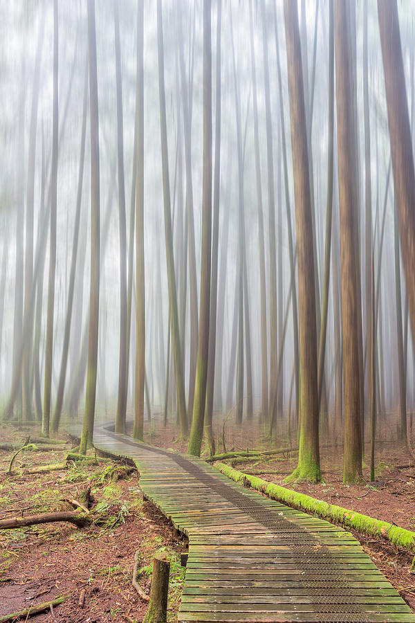 Fog in the Forest Photograph by Pierre Leclerc Photography