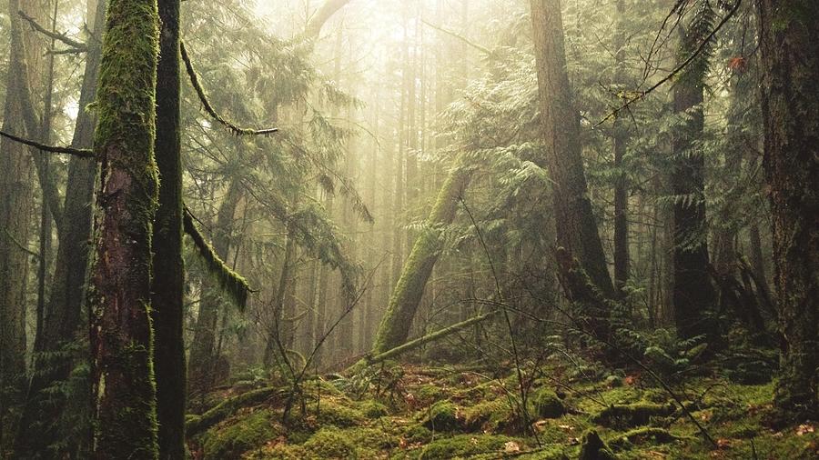 Fog In The Forest Photograph by Tyler Forest-hauser