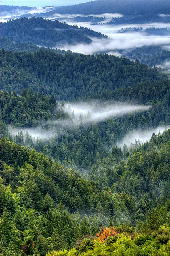 Fog in the Santa Cruz Mountains Photograph by Lisa Chorny