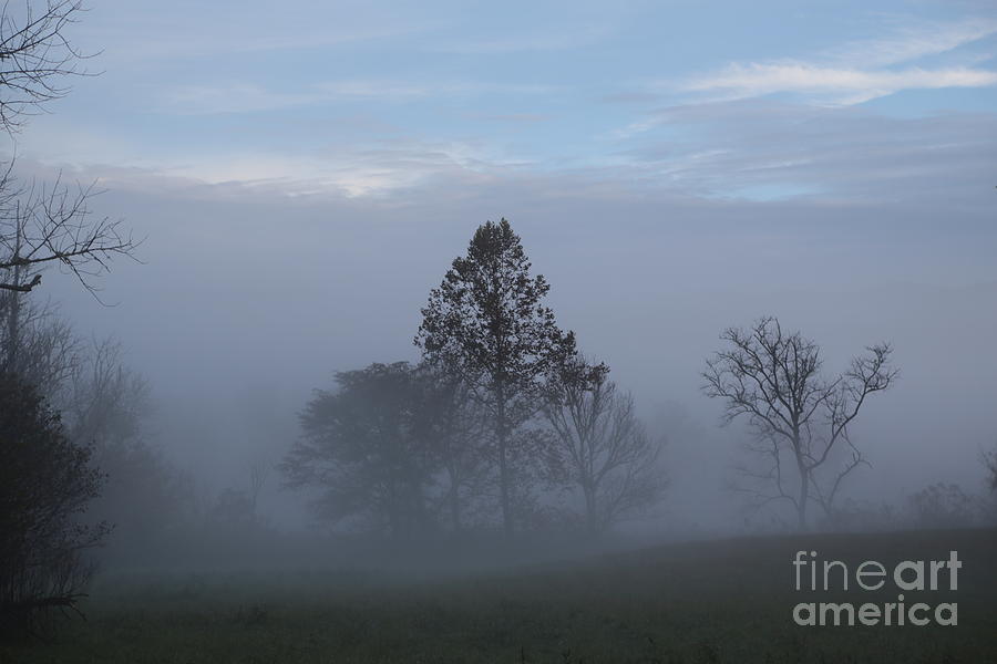 Fog in the trees Photograph by Dwight Cook