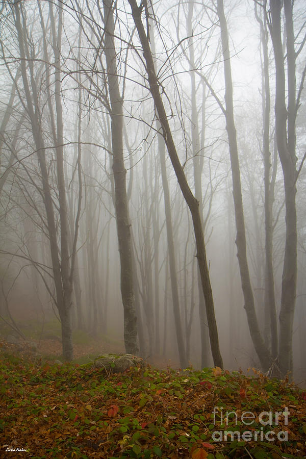 Fog In The Wood Photograph by Jivko Nakev