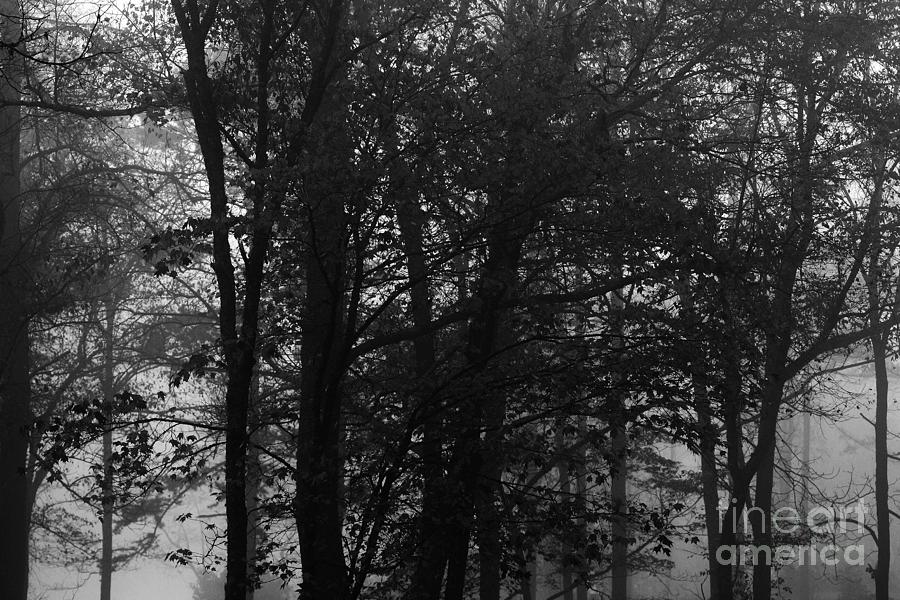 Fog In Trees Photograph by John F Tsumas