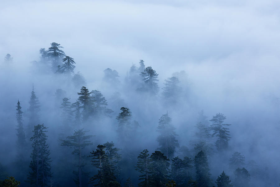 Fog In Valley Of Tall Trees Redwoods Photograph by Darrell Gulin
