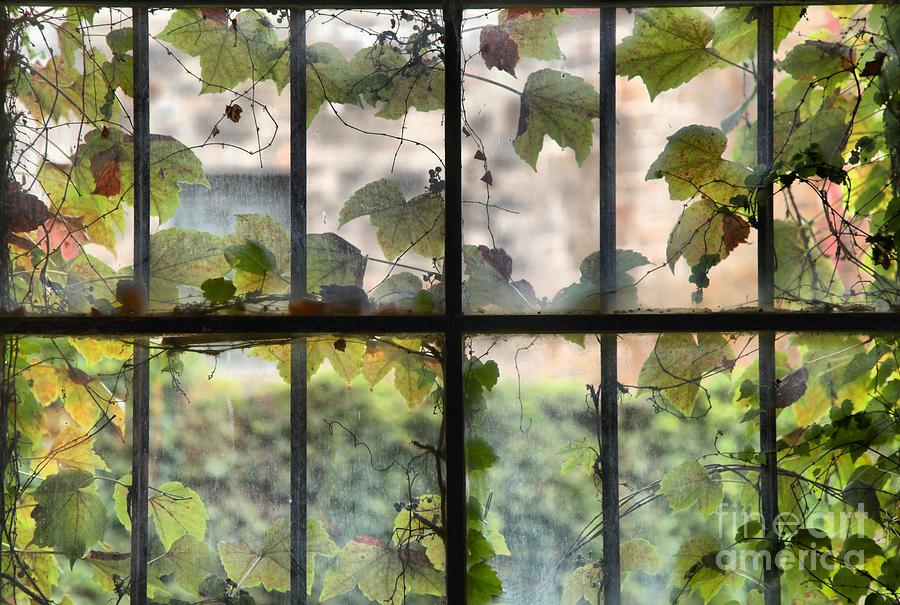 Fog Ivy And Plate Glass Photograph by Adam Jewell