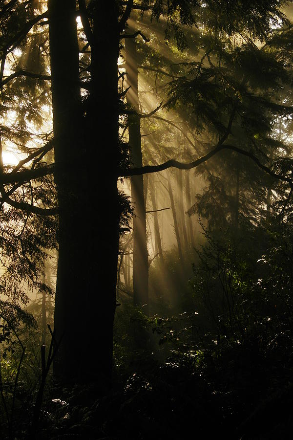 Fog Lingering In Sunlight Photograph by Jeff Swan