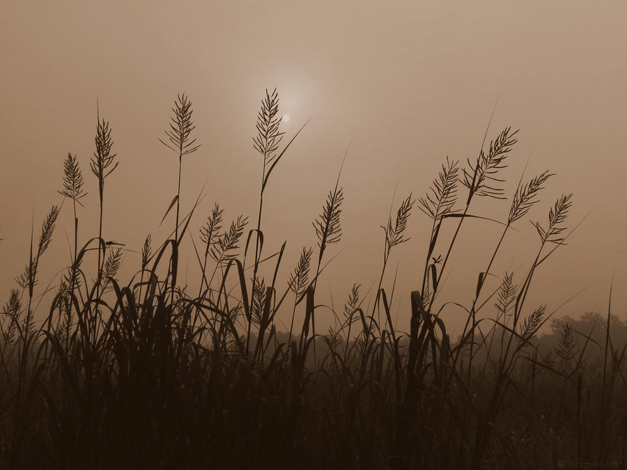 Fog Marsh Morning Photograph by Deborah Smith