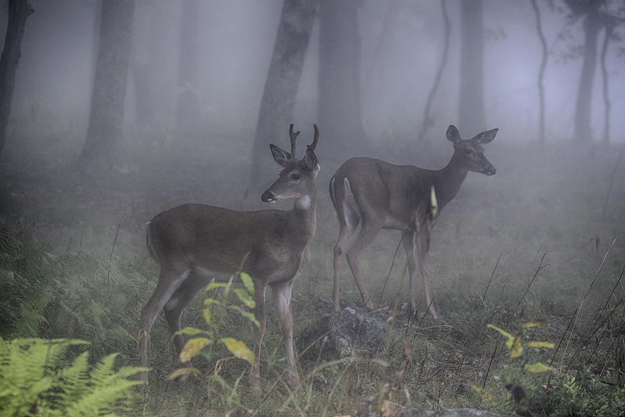 Shenandoah National Park Photograph - Fog of the wild  by Mike Yeatts