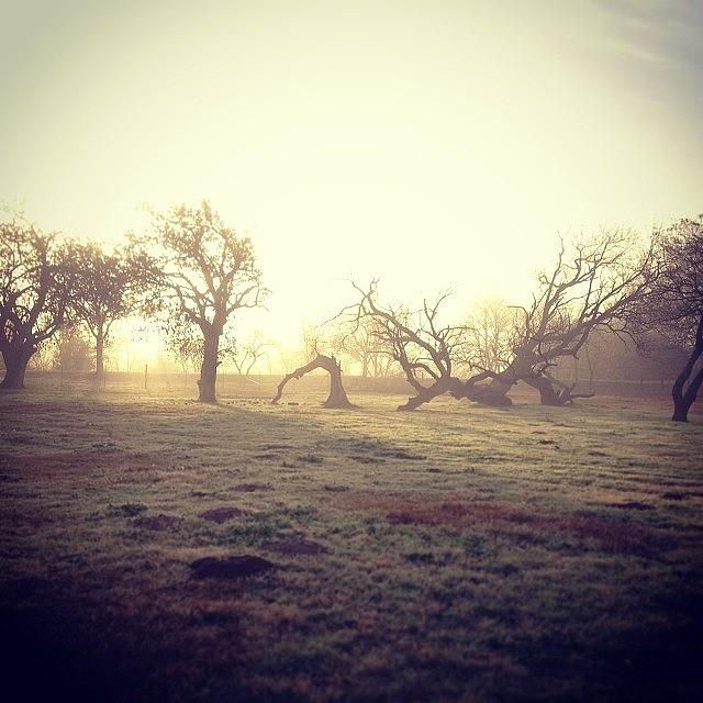 Fog On My Little Farm This Morning Photograph by Dana Coplin