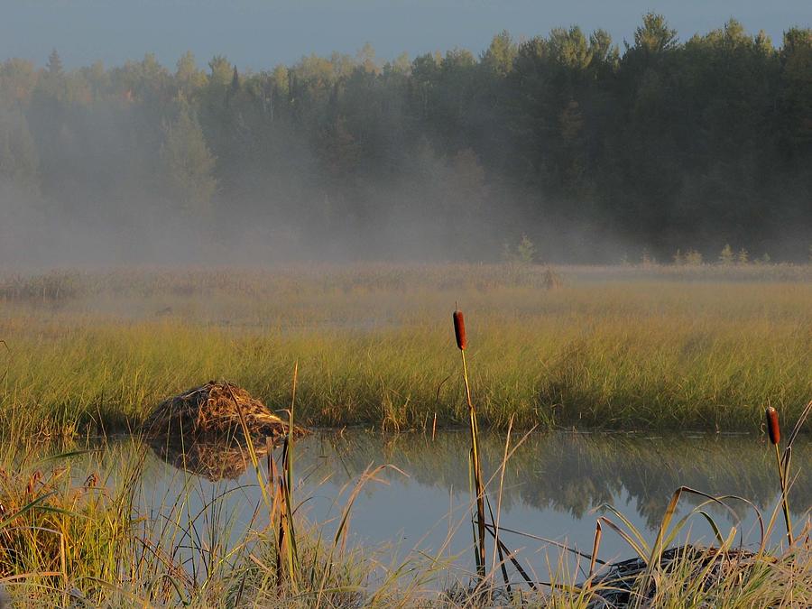 Up Movie Photograph - Fog Over Wild Rice by Dale Kauzlaric