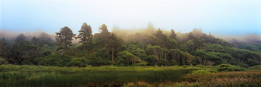 Redwood National Park Photograph - Fog Over Trees, Redwood National Park by Panoramic Images