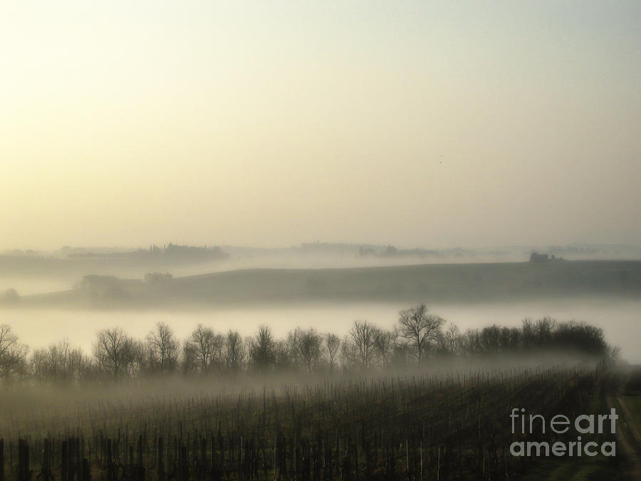 Fog on vineyards Photograph by Patricia Hofmeester