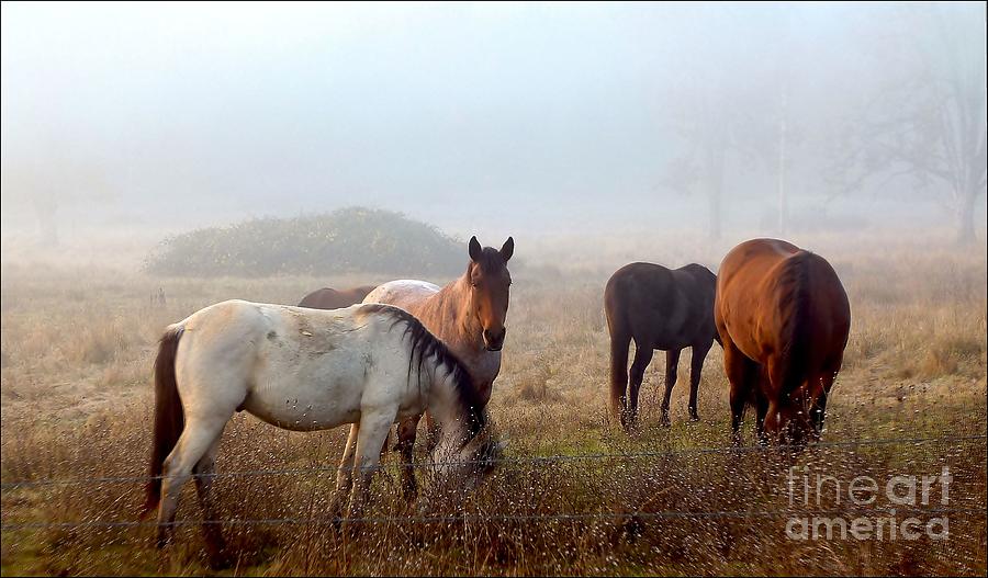 Fog Ponies Photograph by Julia Hassett