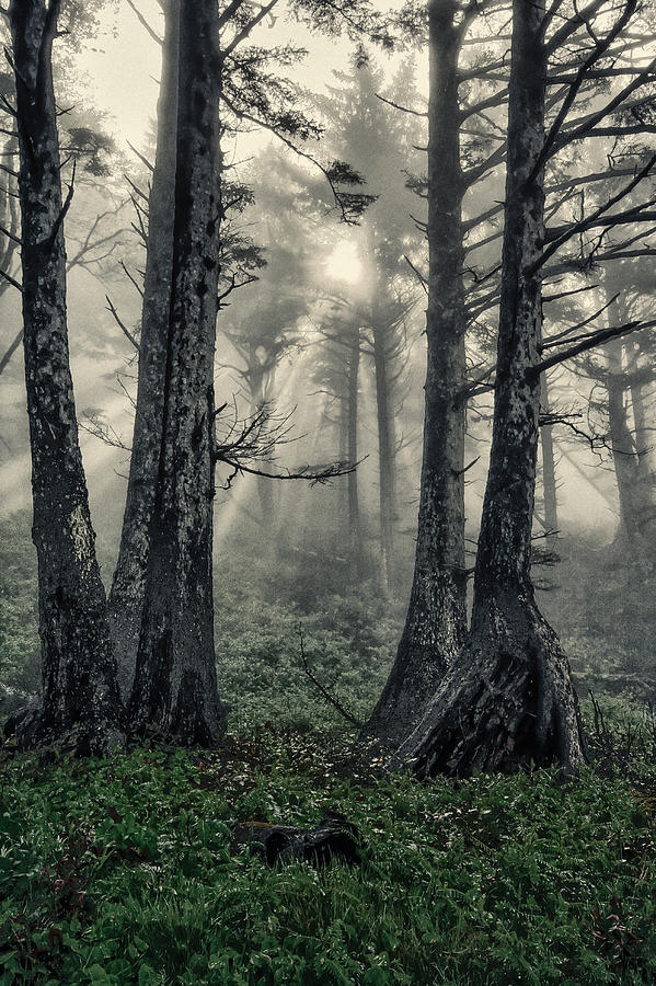 Fog Rays Photograph by Bryan Bzdula